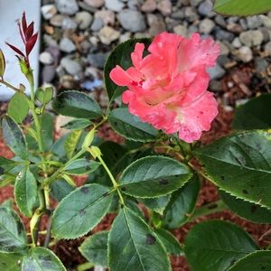 Meet your Posher, Lola